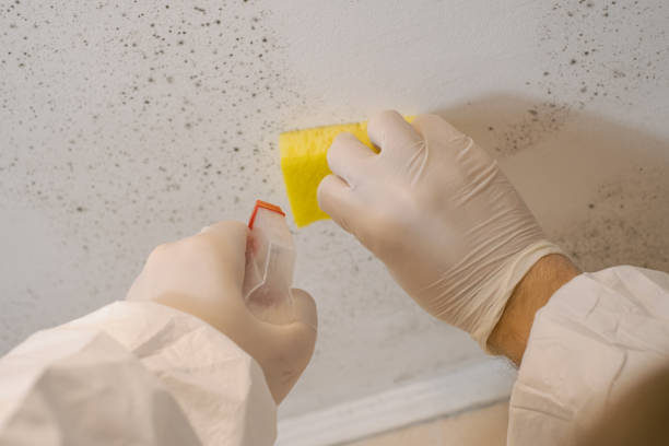 Mold Remediation for Vacation Homes in Eagle Point, OR